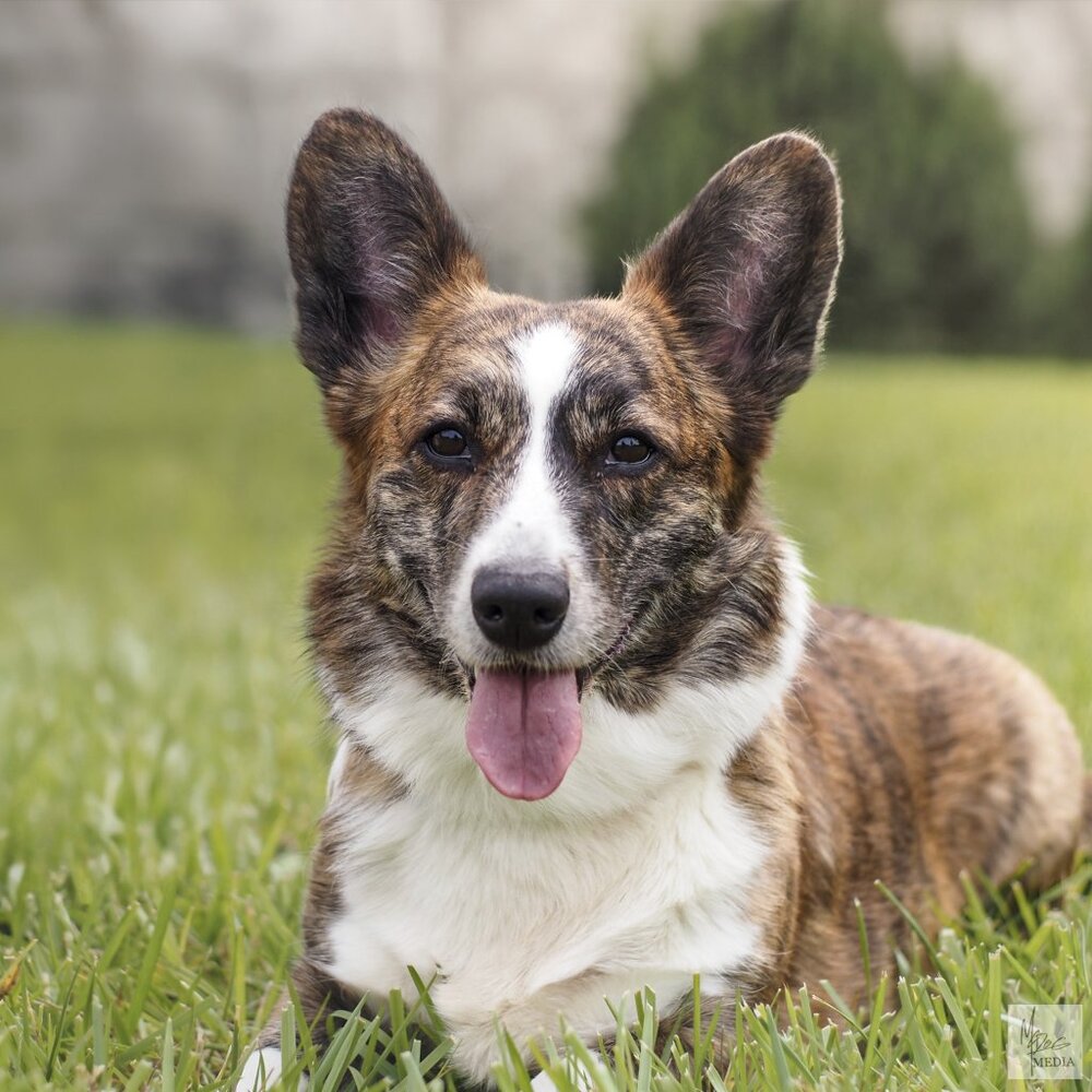 Meet your Posher, Jules